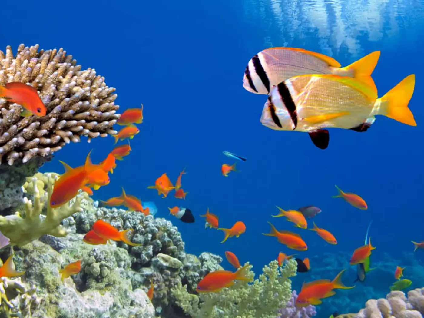 The warm waters of the Red Sea