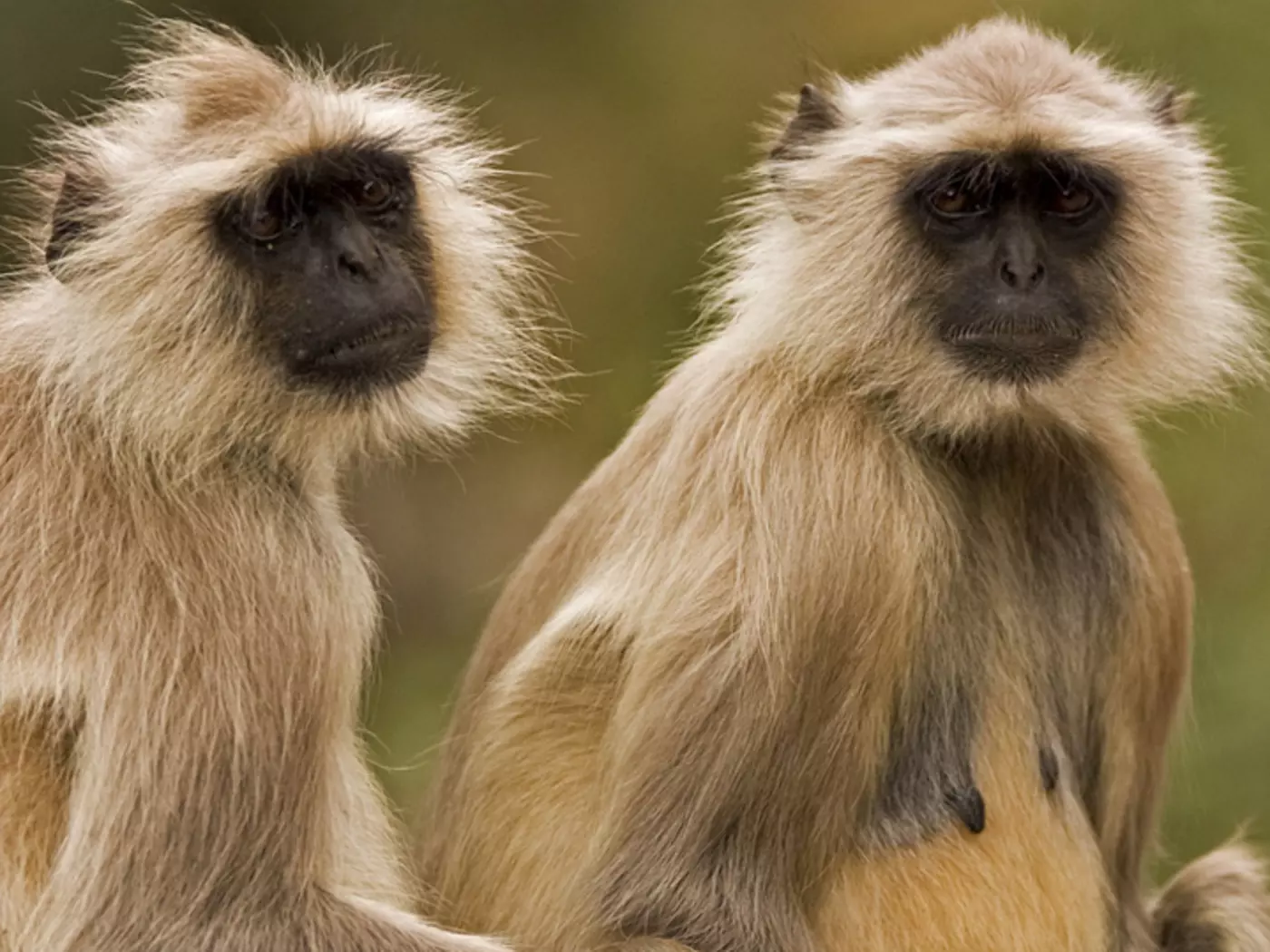 Langurs, Ranthambore National Park