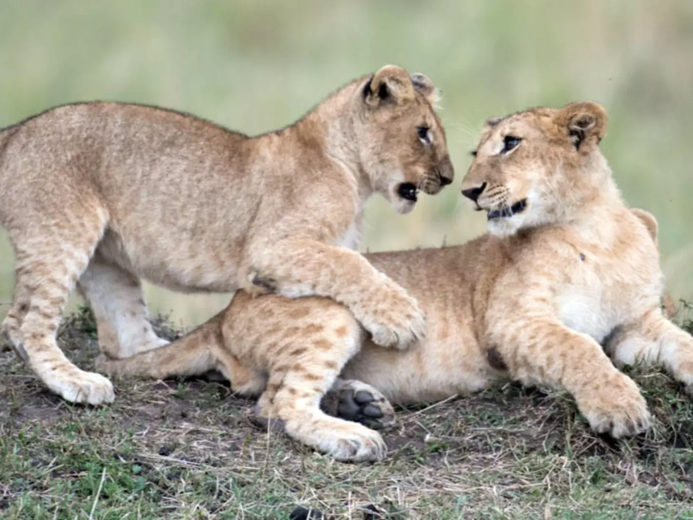The Masai Mara