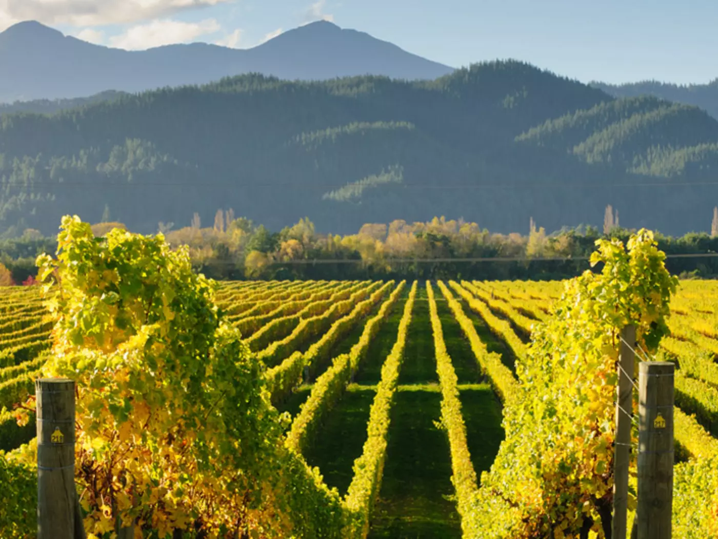 The magnificent vineyards in the Marlborough district produce some of the highest quality wines