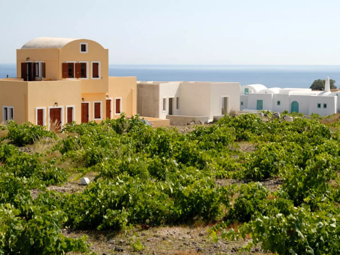 Vineyards on Santorini
