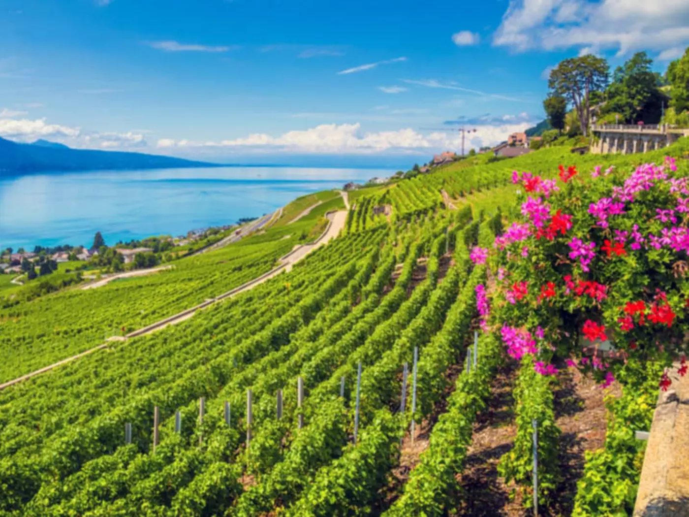 Lausanne is surrounded by vineyard-covered slopes, with Lake Geneva at its feet