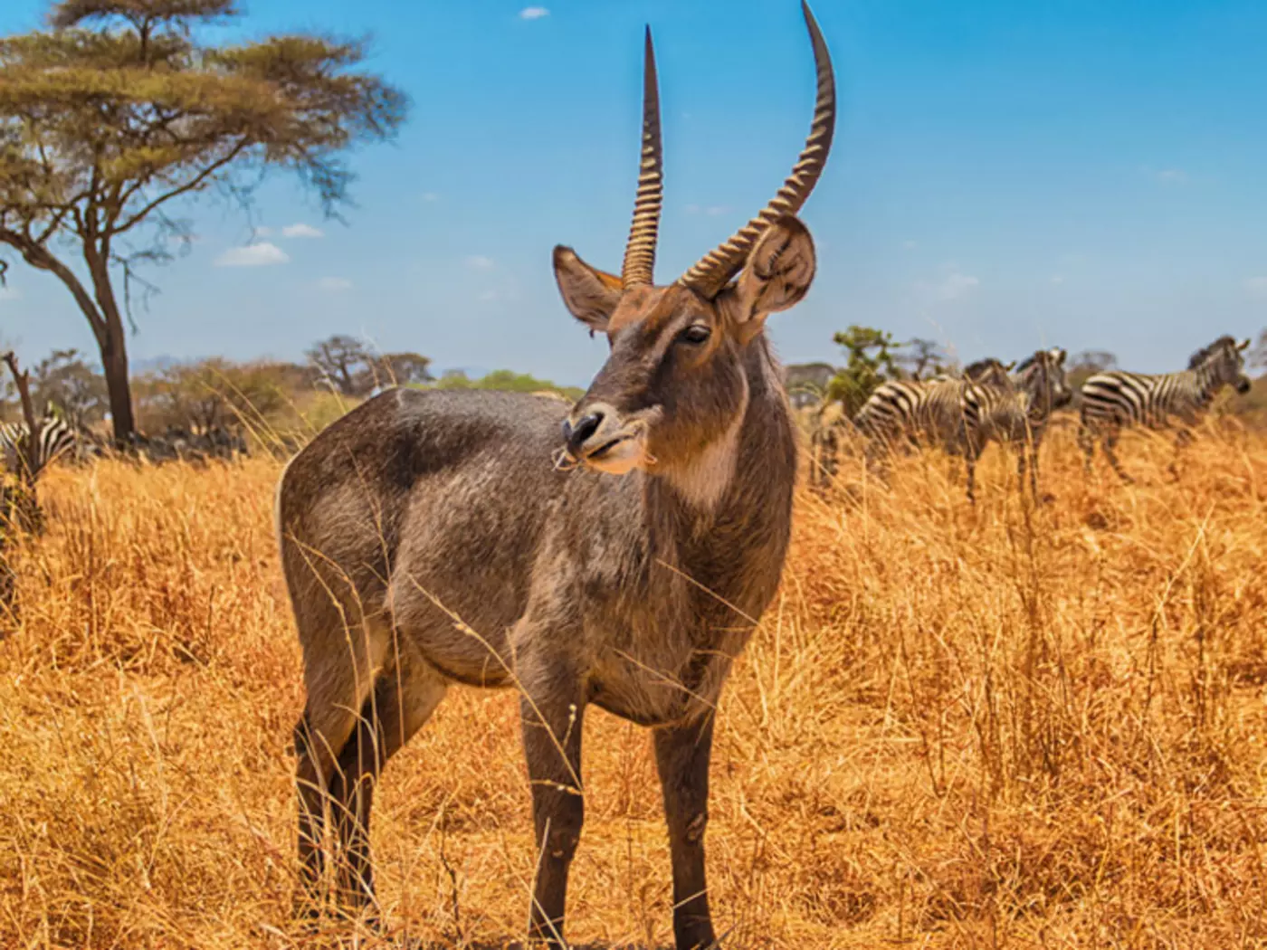 Waterbuck, Serengeti National Park Waterbuck, Serengeti National Park
