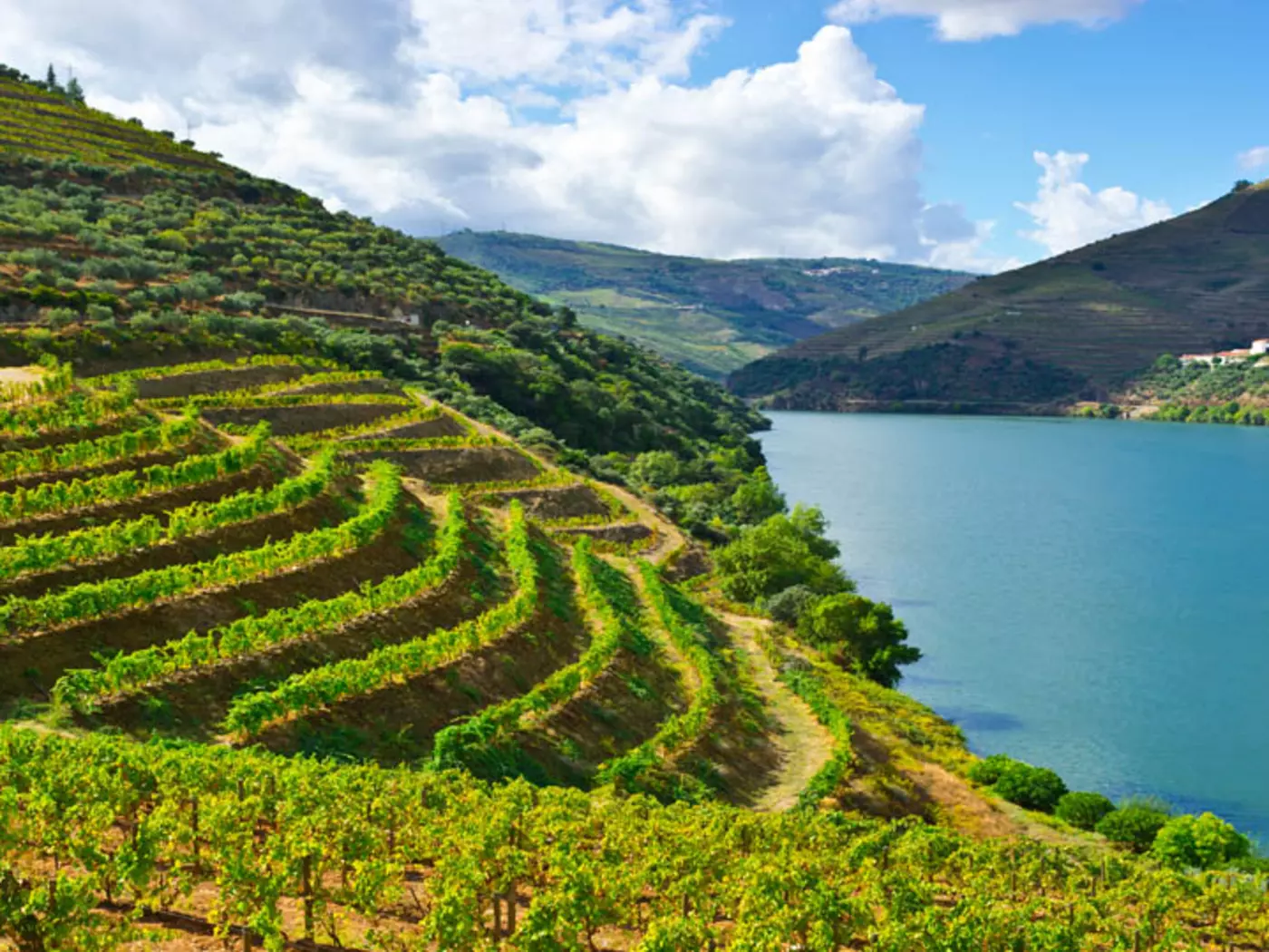Vineyards in the Douro River Valley