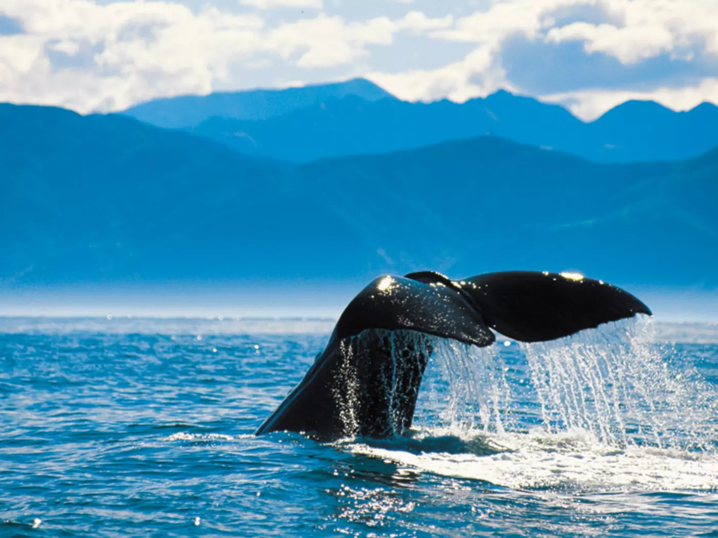 Go whale watching in Kaikoura