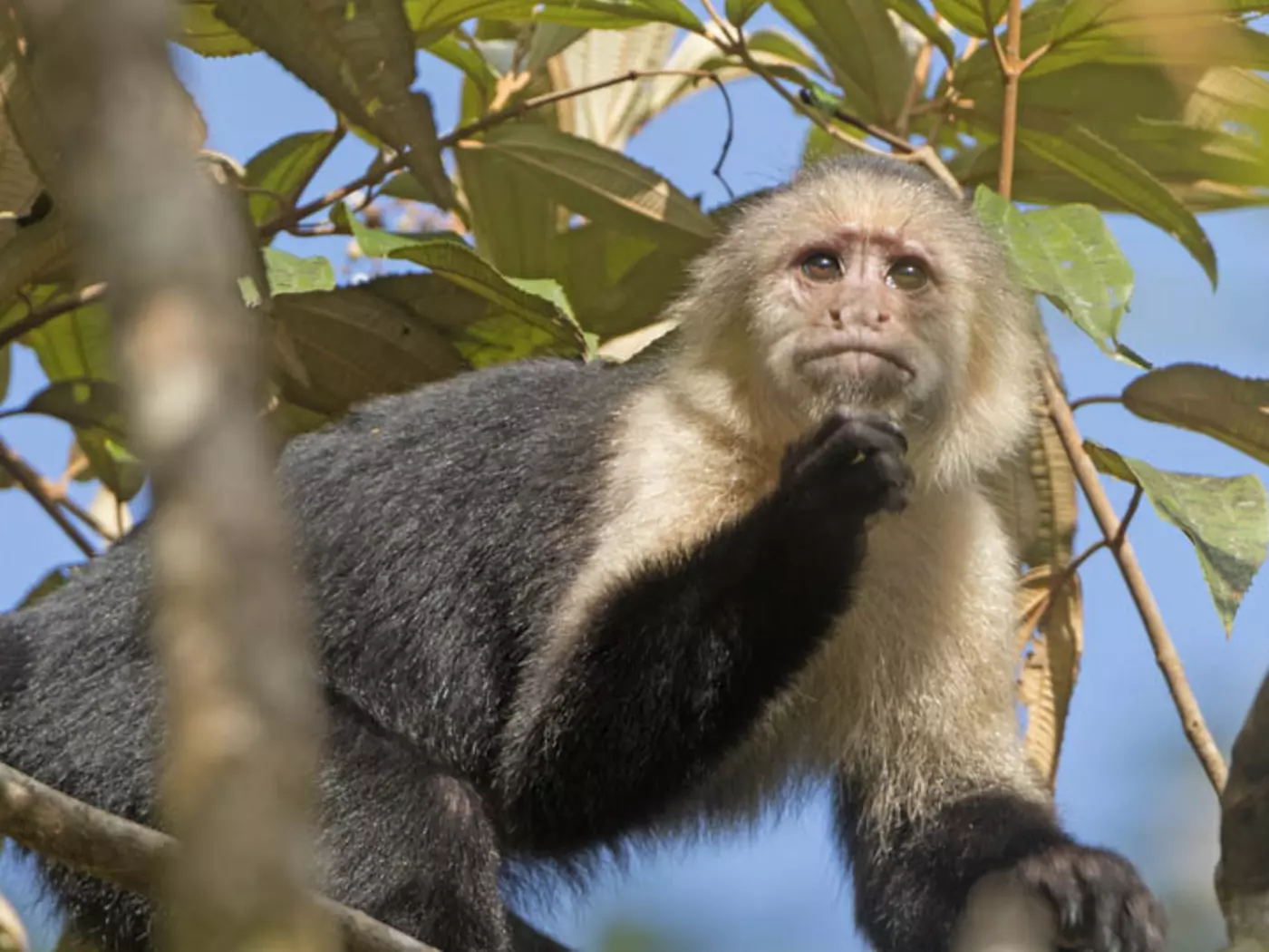 White Face Monkey, Tortuguero National Park