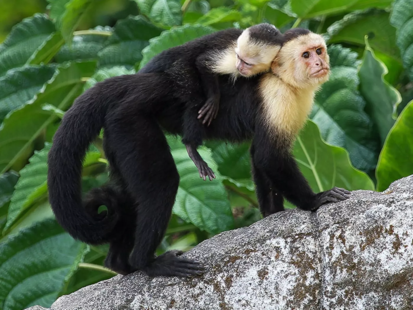 Panamanian white-faced capuchin