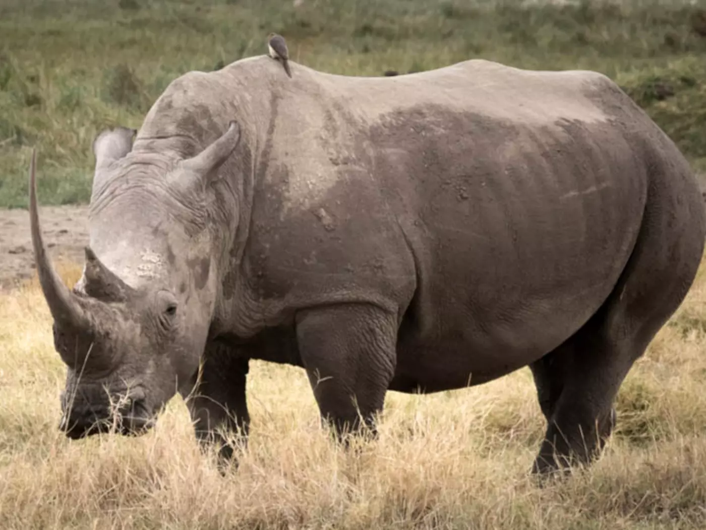 The Ol Pejeta Conservancy