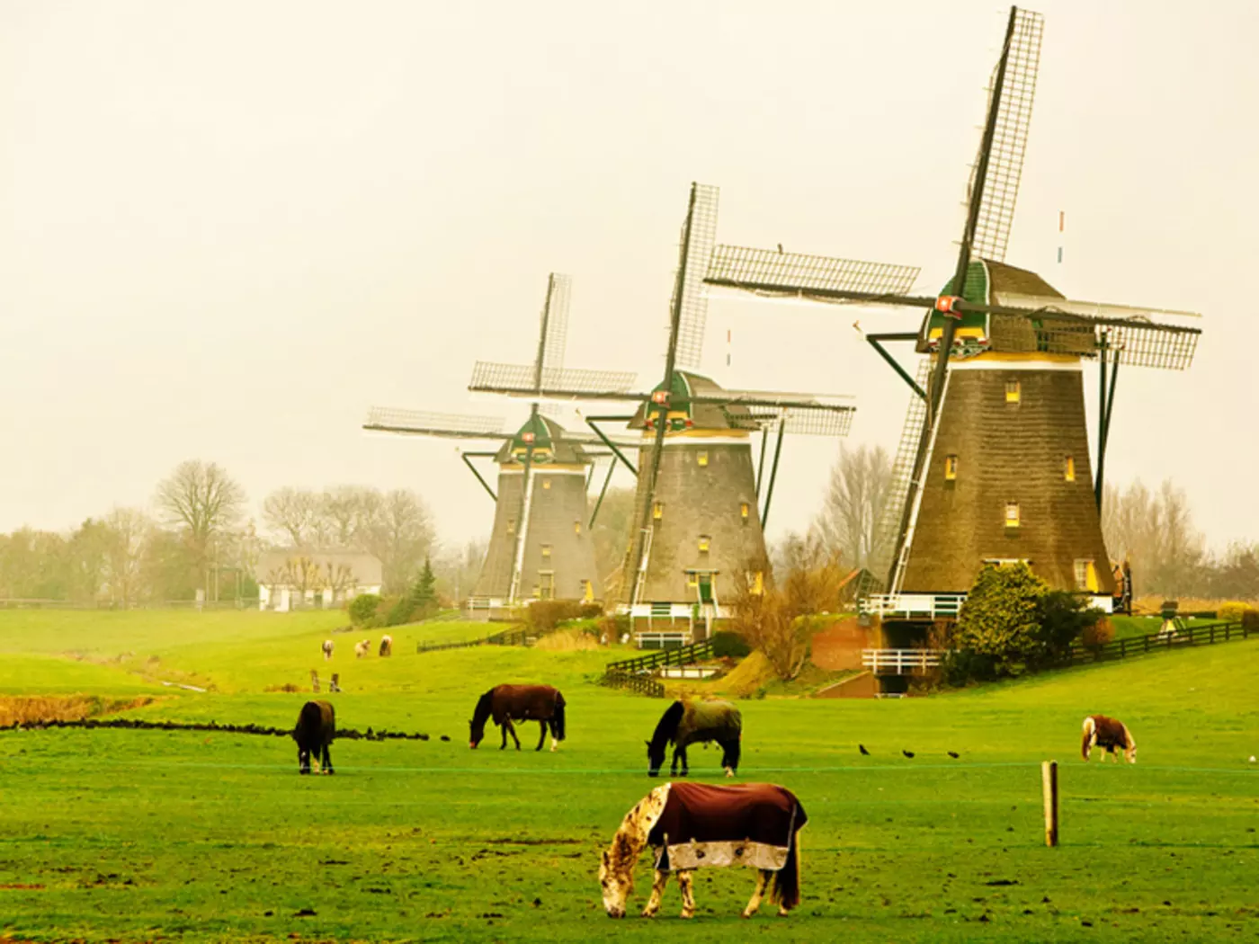 The iconic windmill of Holland