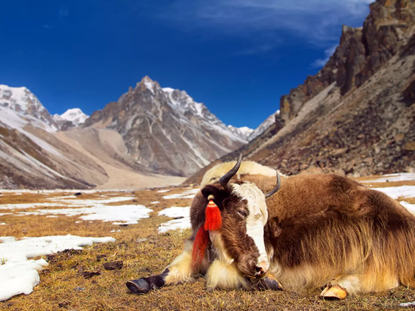 Himalayan yak in Bhutan