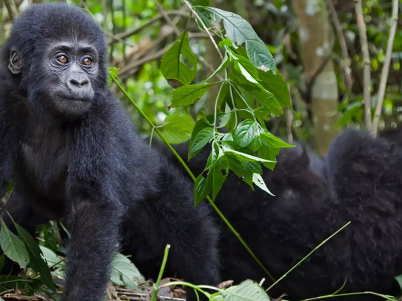 Family group of Gorillas