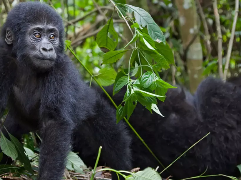 Baby mountain gorilla in Rwandan forests. A large silverback mountain gorilla - the ultimate photo opportunity on your Rwanda gorilla trek.