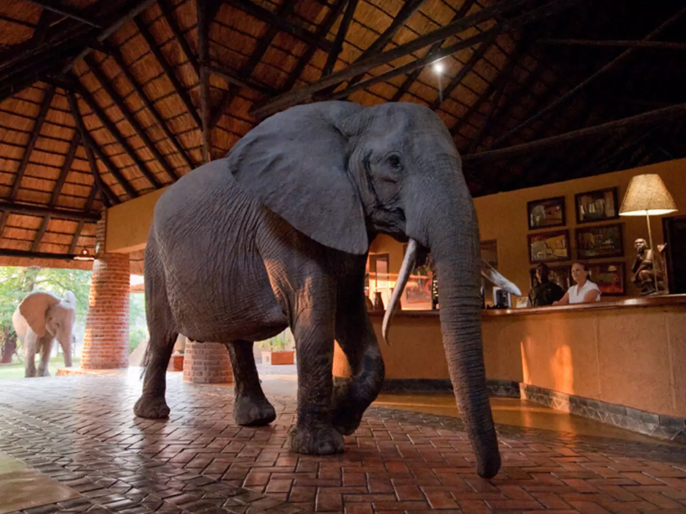 Mfuwe Lodge - Wonky Tusk walking through reception