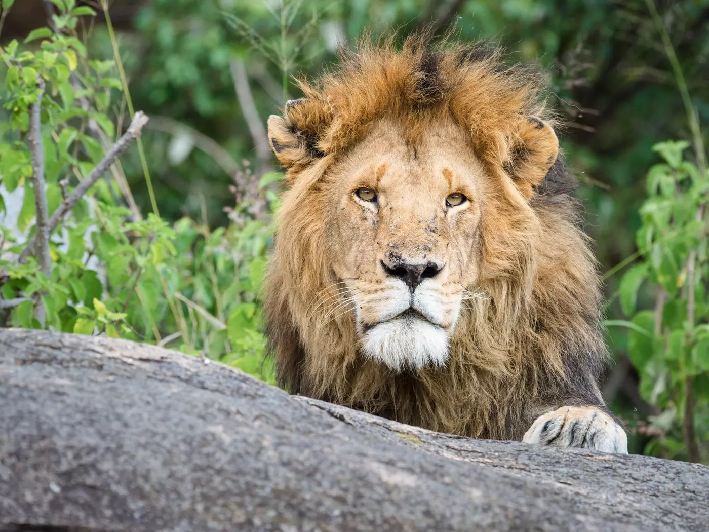 Serengeti National Park
