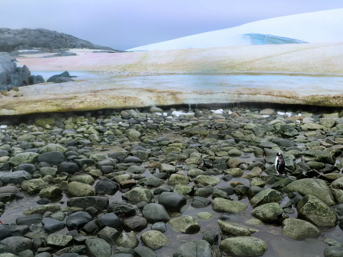 Lonely Penguin