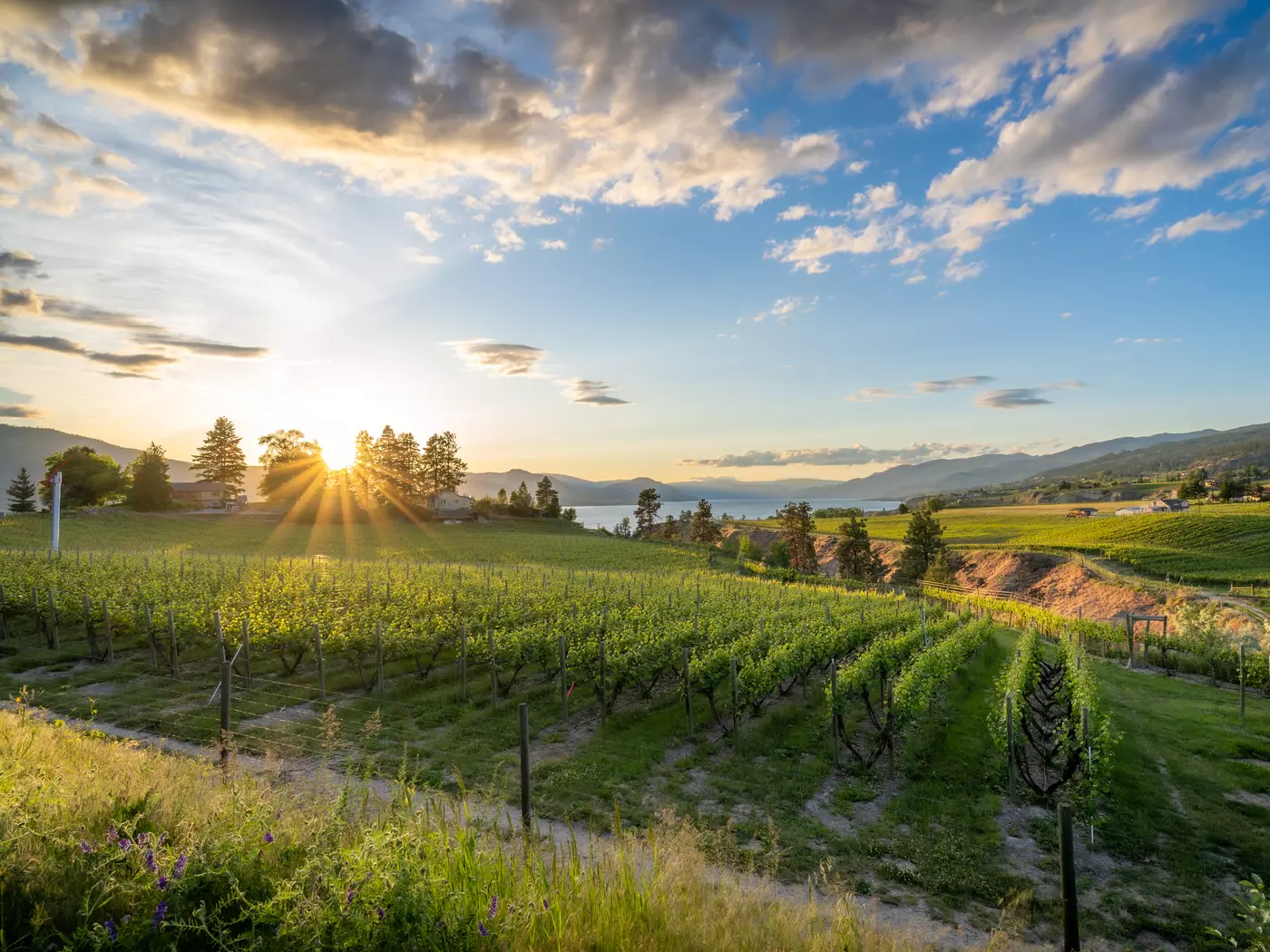 Okanagan wine valleys down to Okanagan Lake