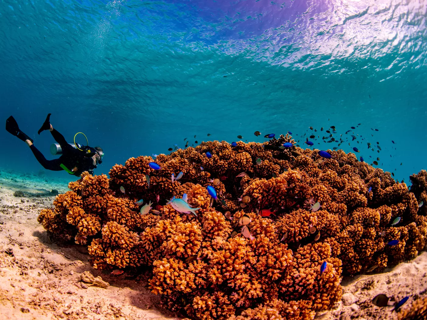 Explore a coral reef in Tonga