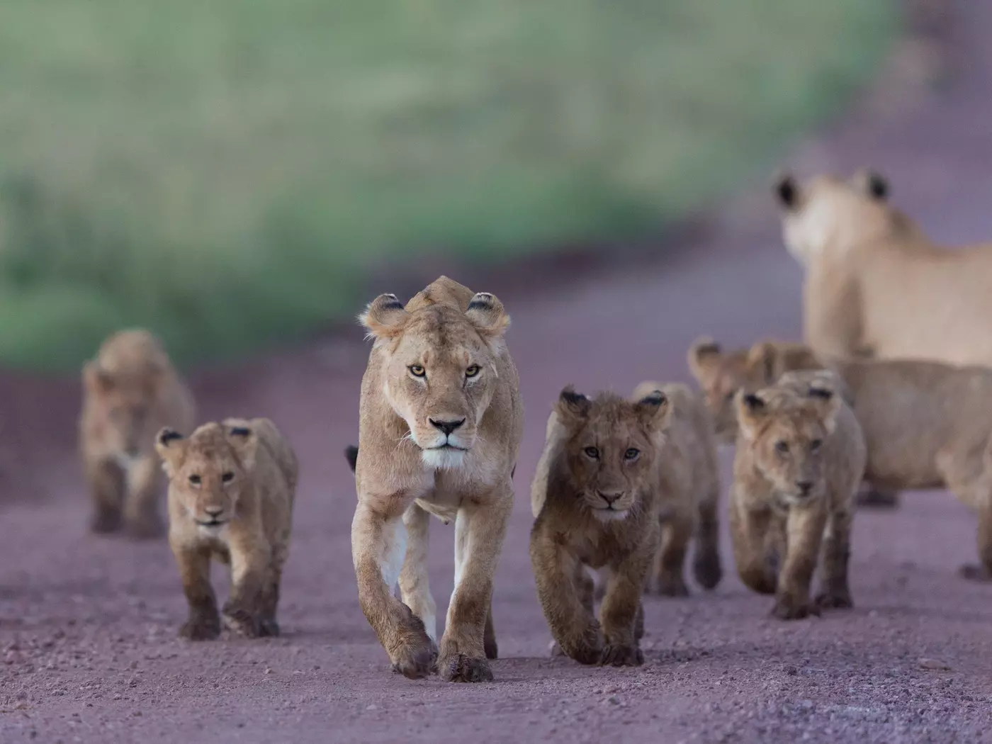 African Lions in the Ngorongoro Crater