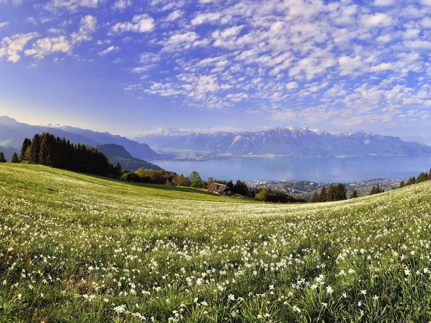 Meadow outside of Montreux, Switzerland
