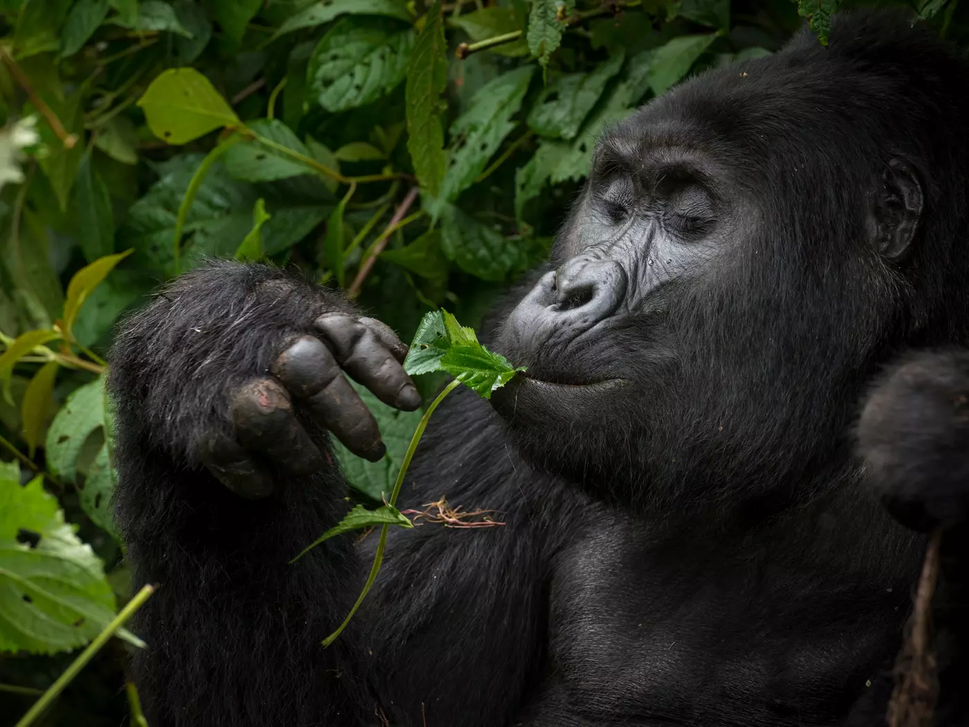 Gorilla in Bwindi Impenetrable Forest