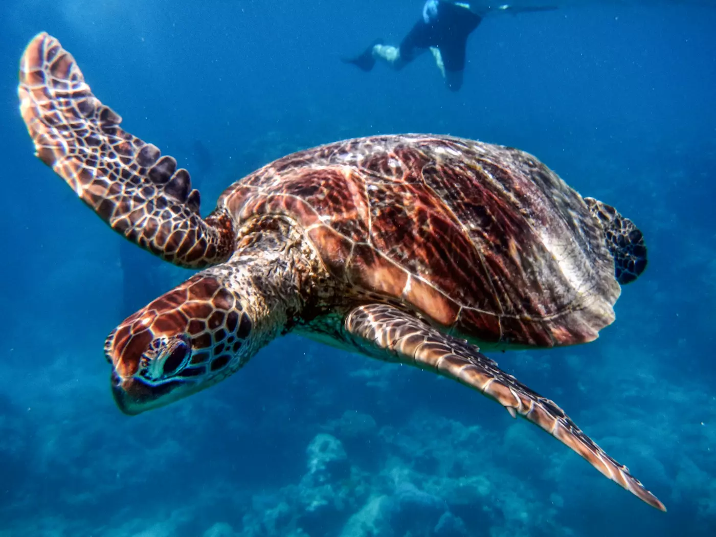 Take a dip and swim amongst the sea life