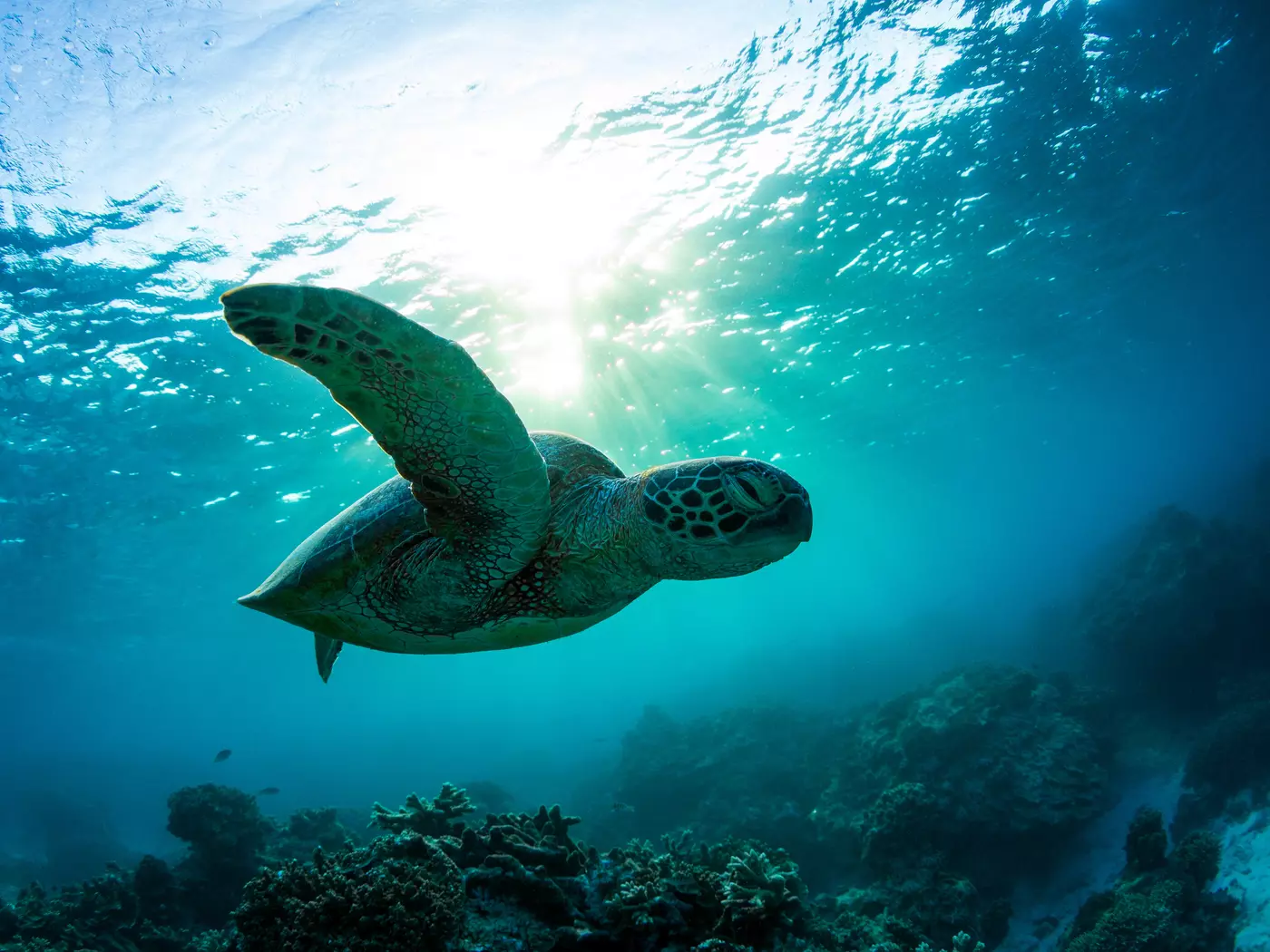 Great Barrier Reef