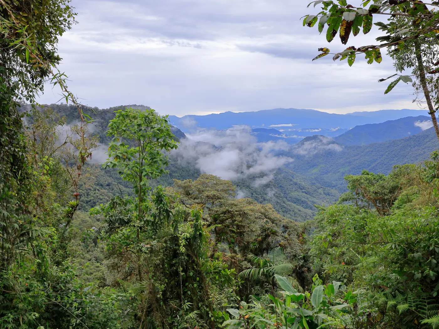 Bellavista Cloud Forest Reserve Bellavista Cloud Forest Reserve