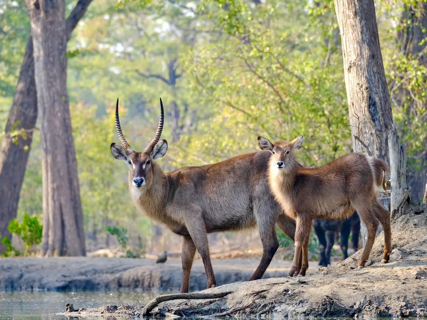 Antelope in Liwonde National Park