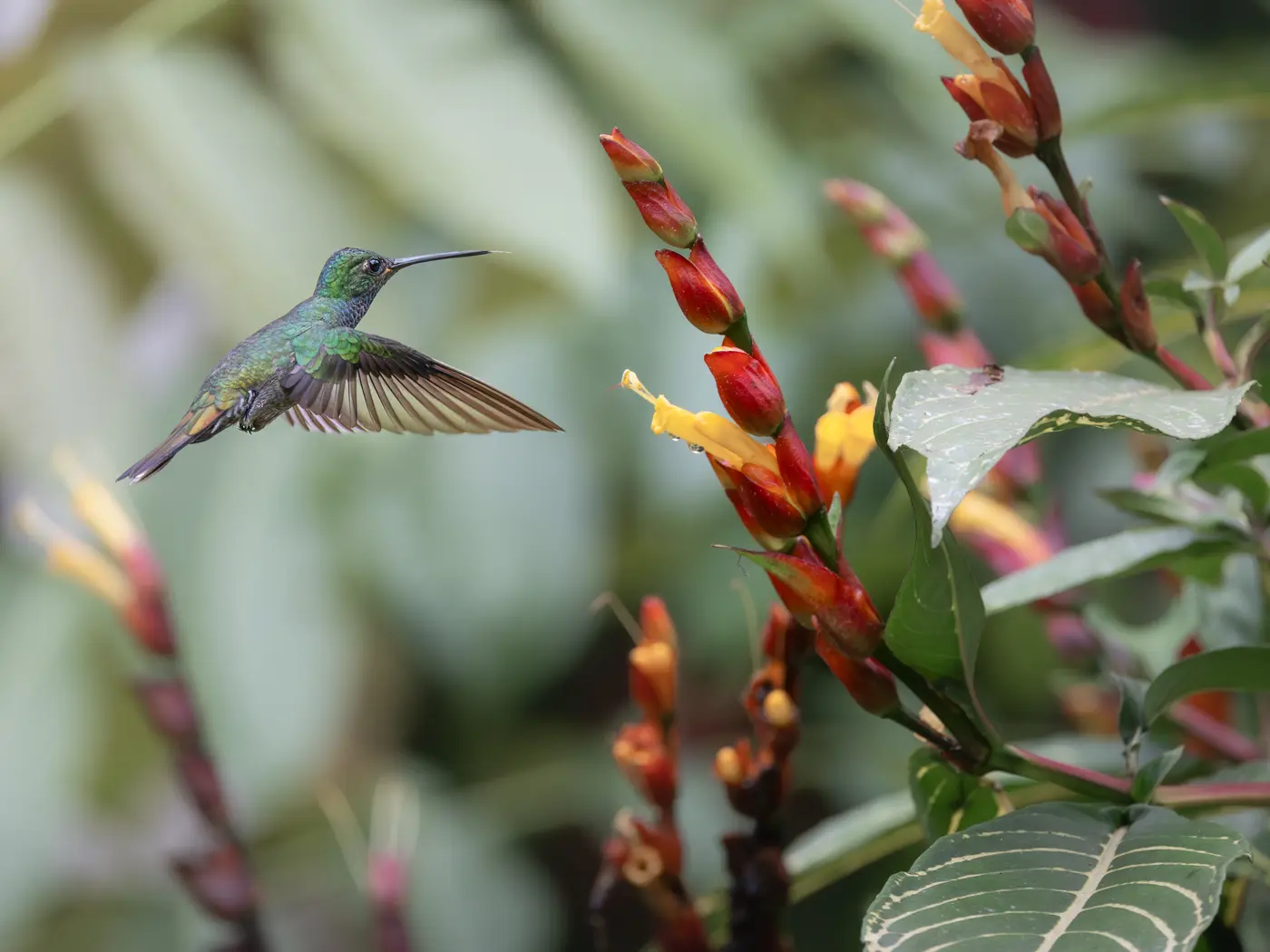 Bird in Ecuador cloud forest 