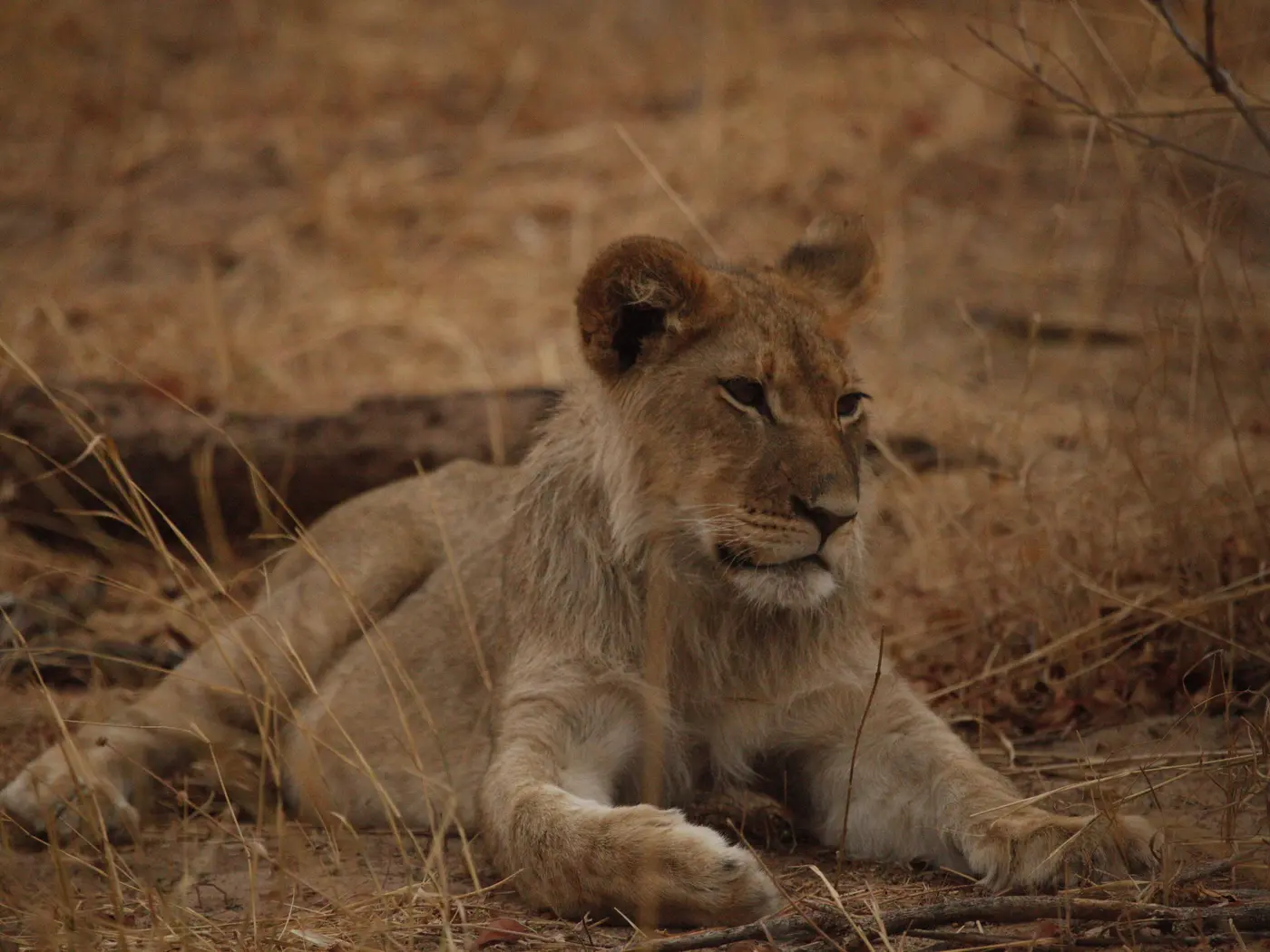 Lion on Safari