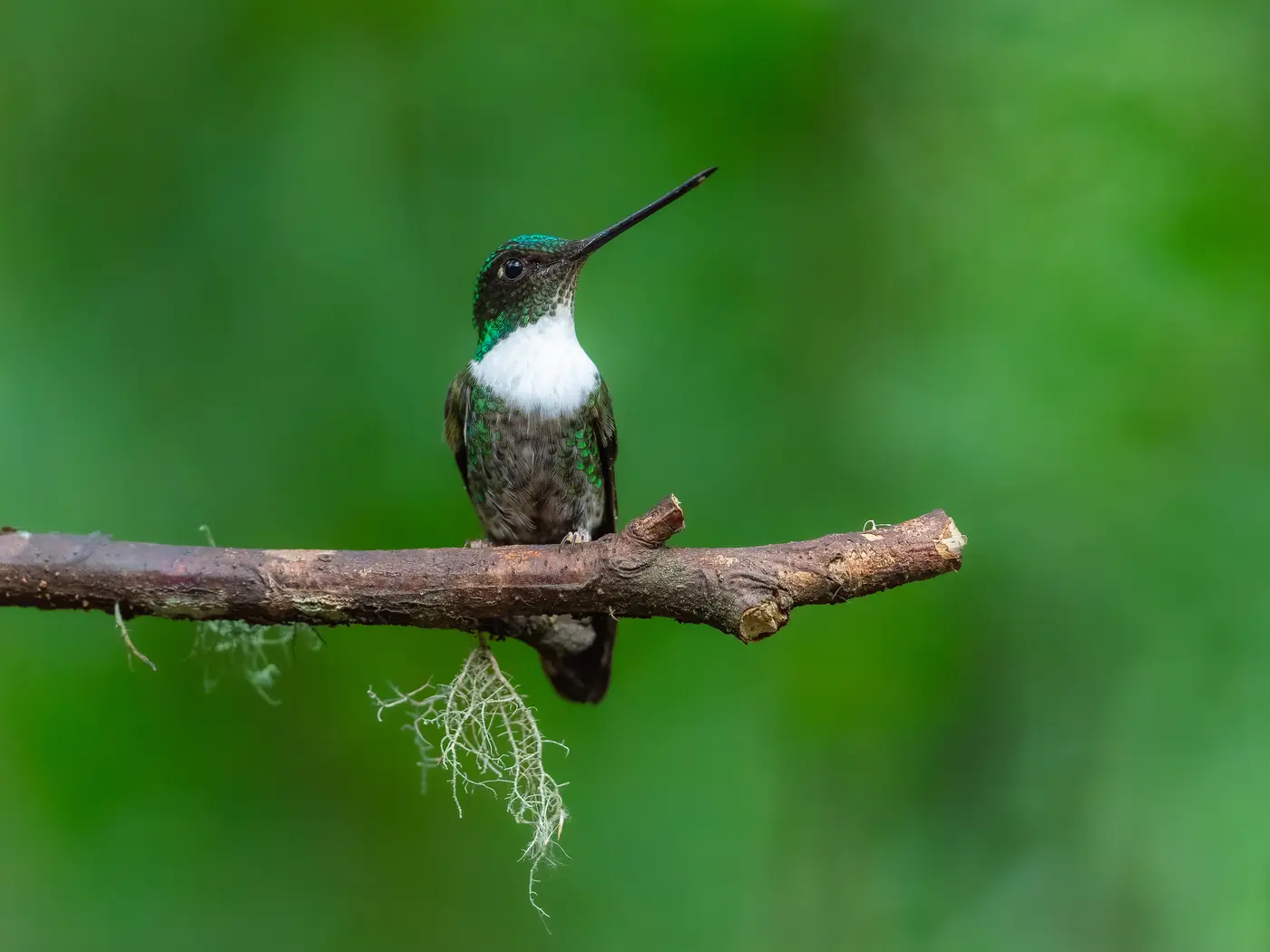 Collared Inca hummingbird