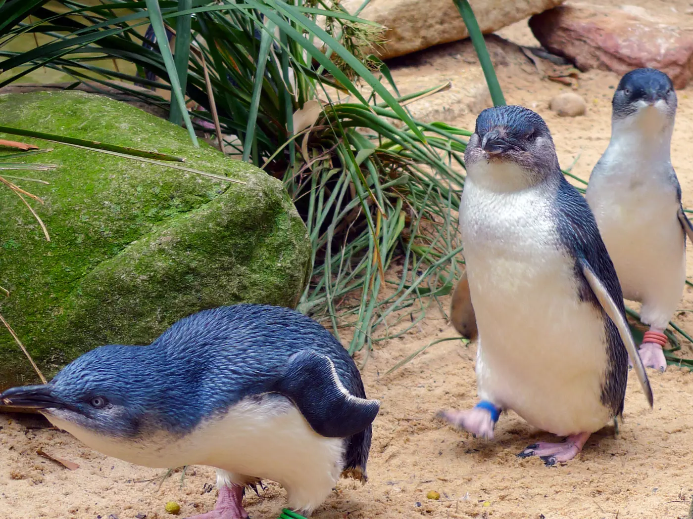 Phillip Island Penguins