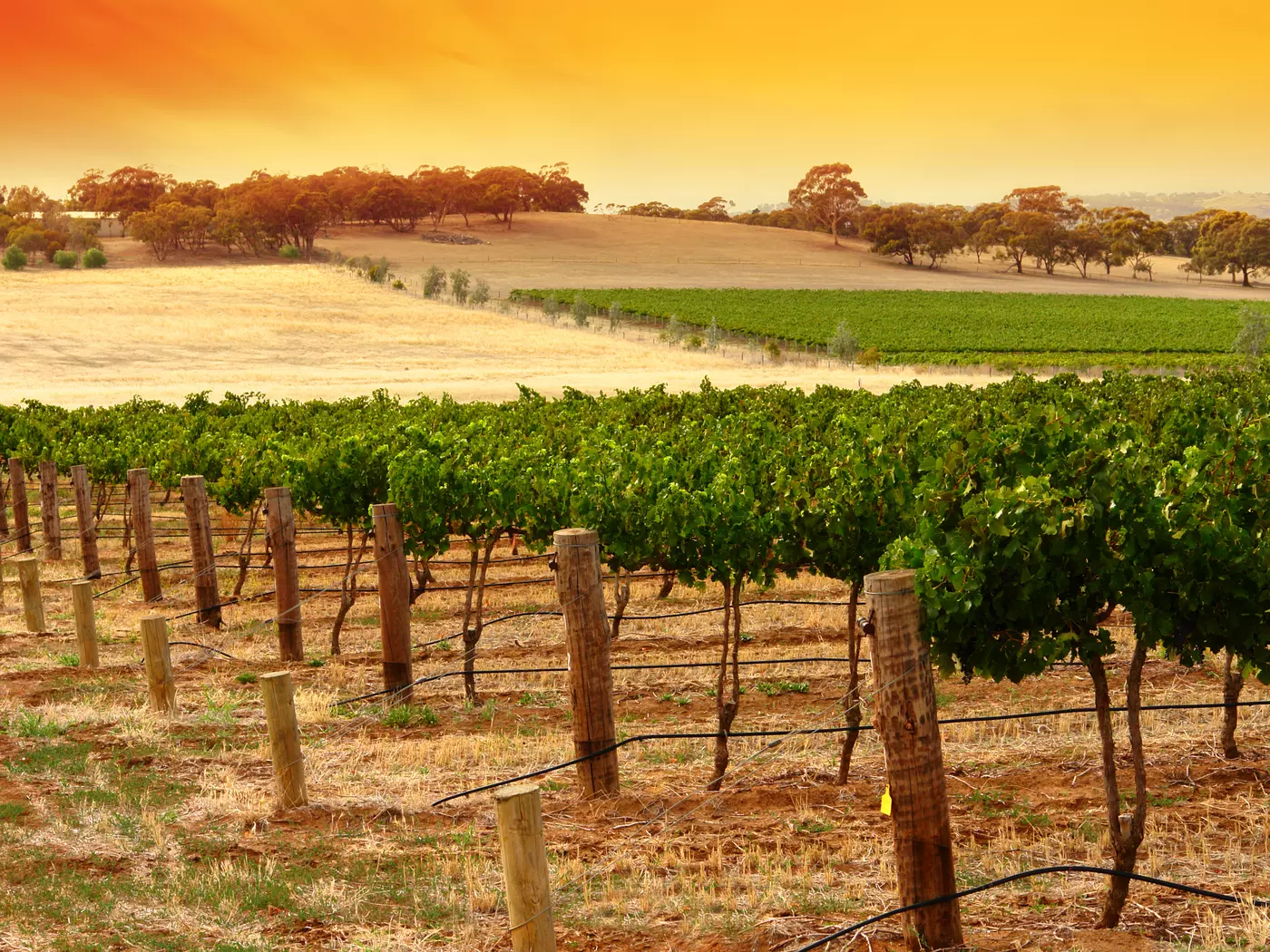 Barossa Valley