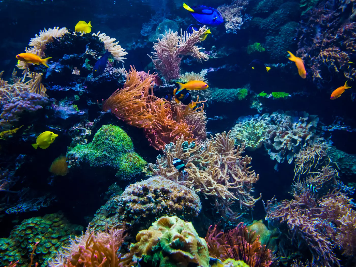 Great Barrier Reef