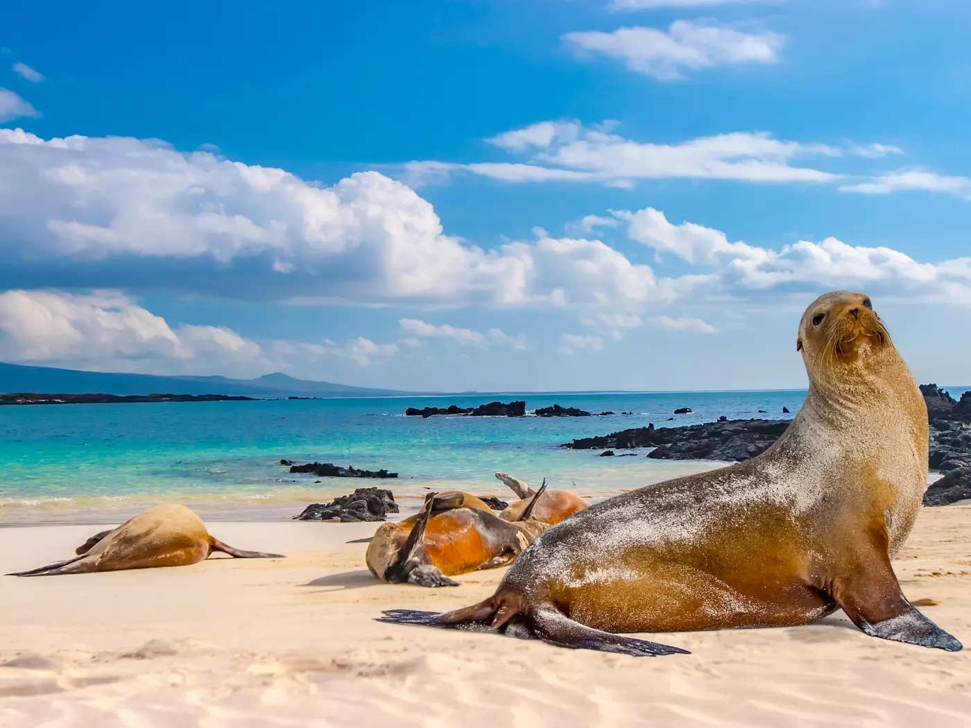 Meet the wildlife on the Galapagos Islands