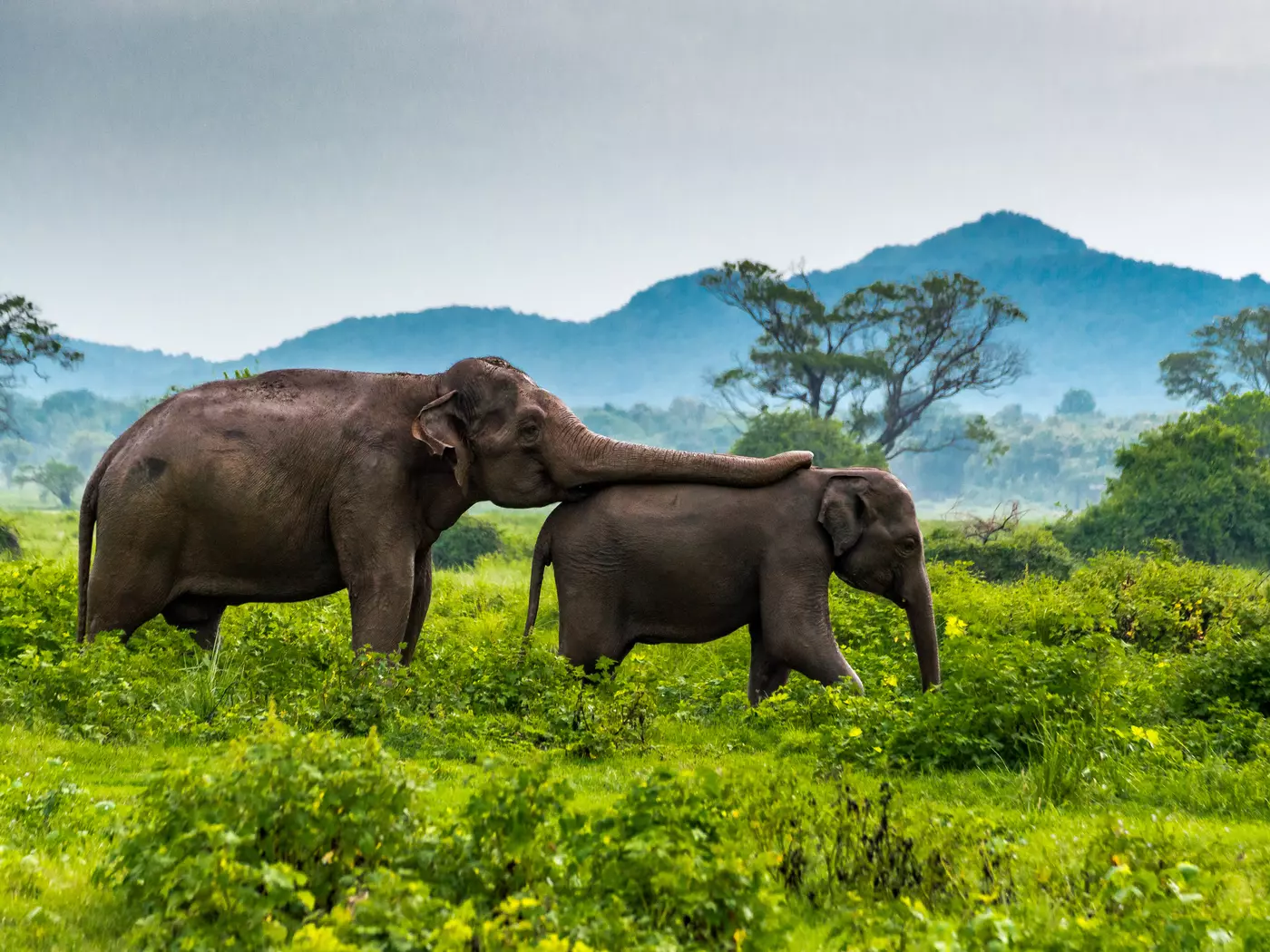 Elephants in Minneriya National Park