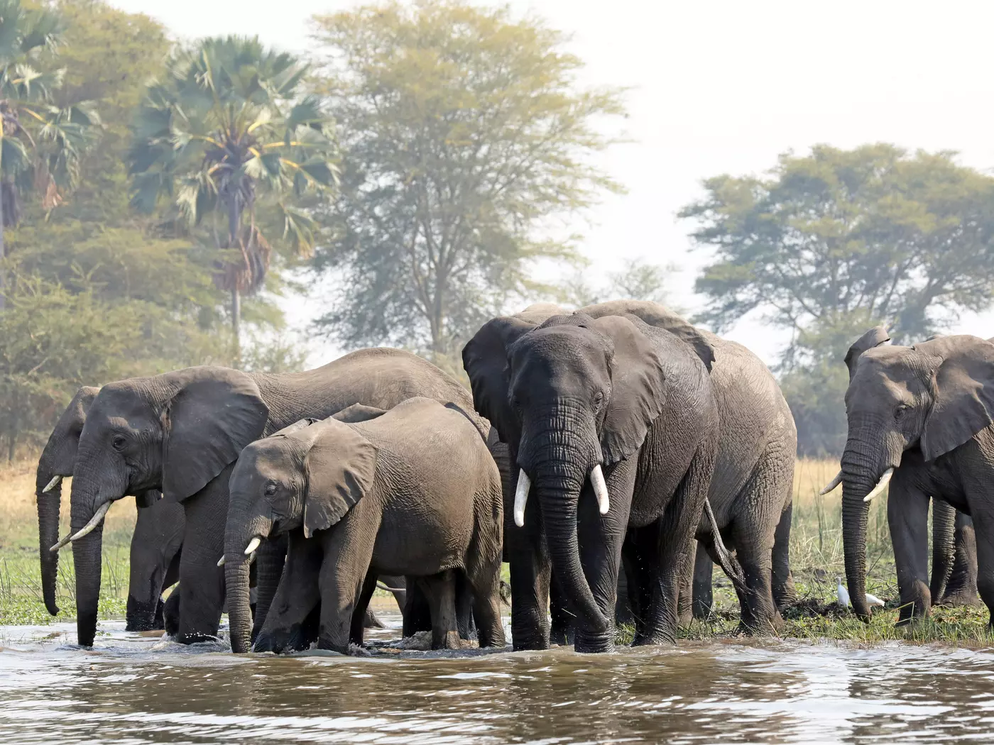 Elephants at Majete Wildlife Reserve