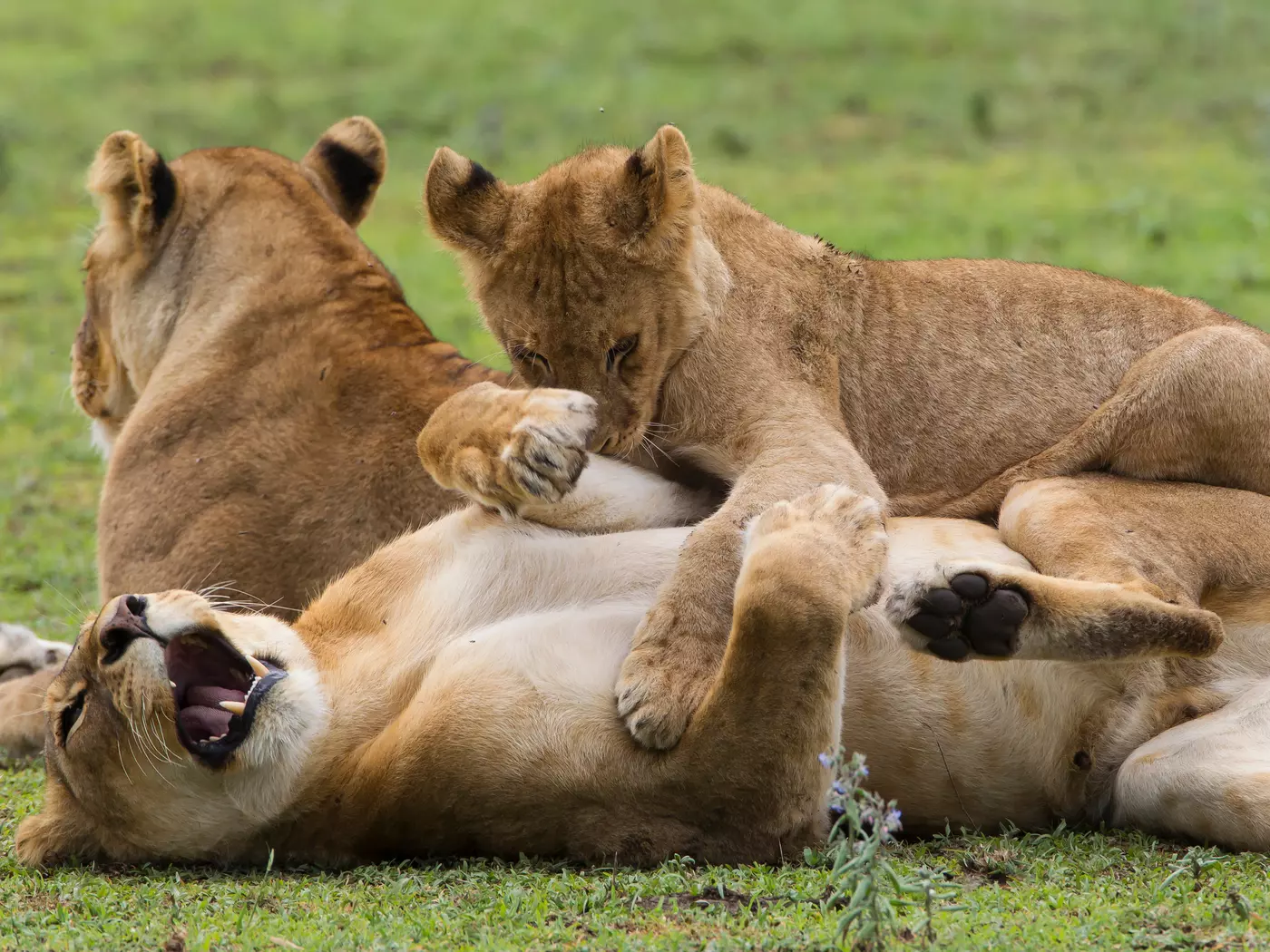 Ngorongoro Conservation Area, Tanzania