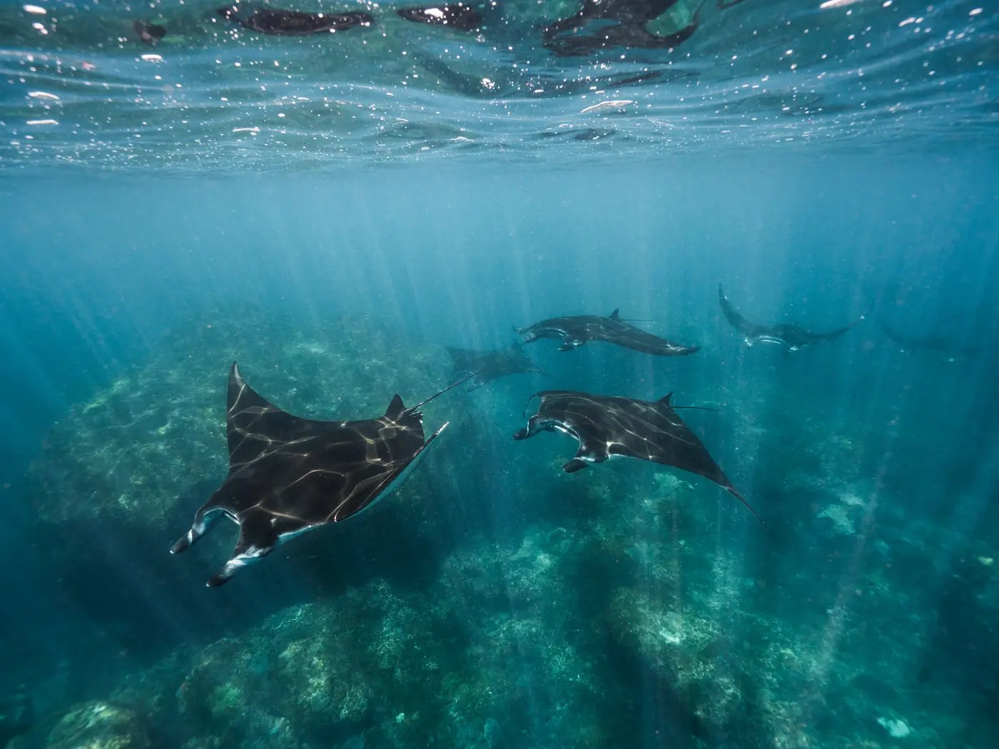Manta rays, Nusa Penida