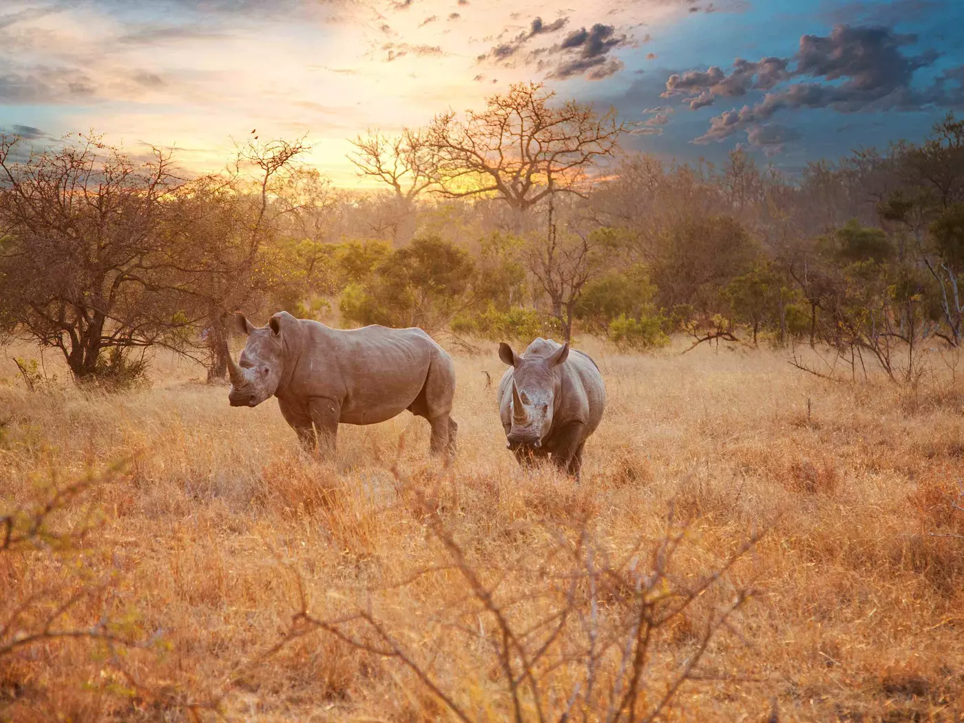 Two Rhinos in late afternoon, Kruger National Park