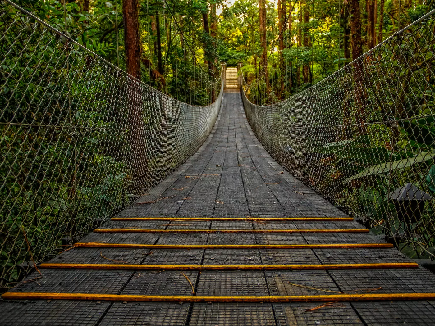 Jungle of Monteverde