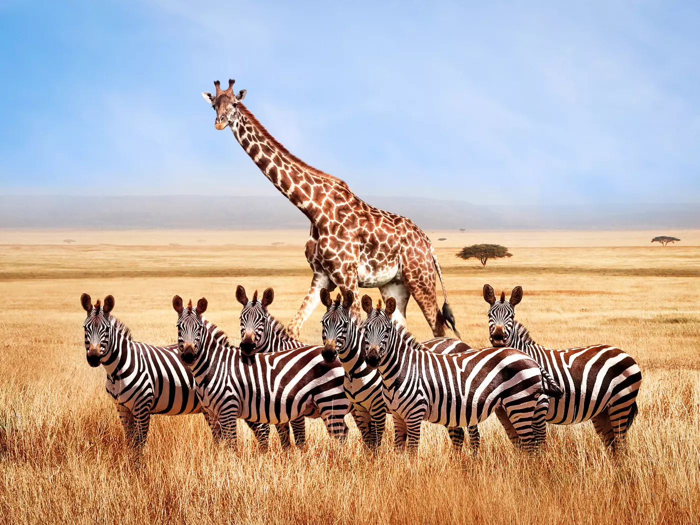Tanzania. Serengeti national park. African landscape.