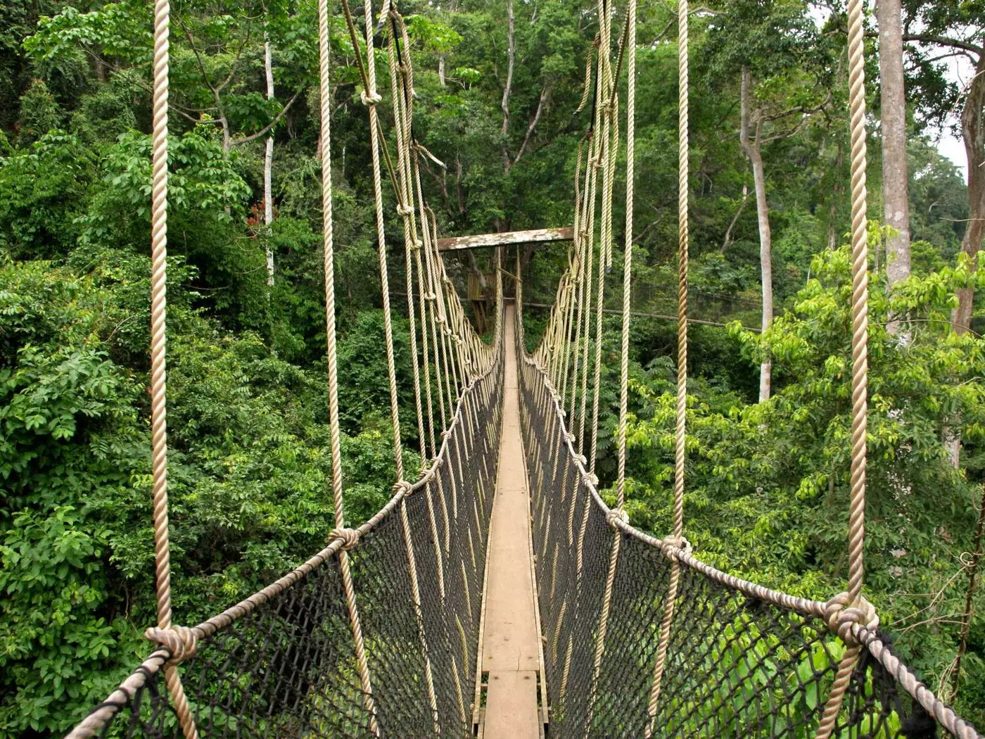 Tree tops at Kakum National Park