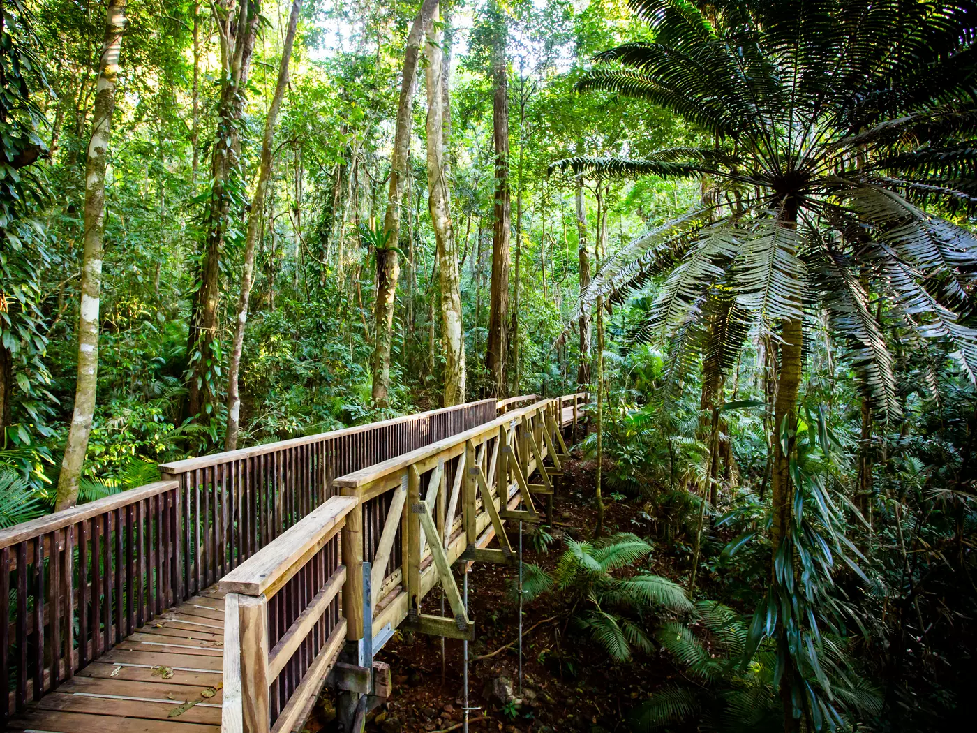 Daintree Jindalba Boardwalk