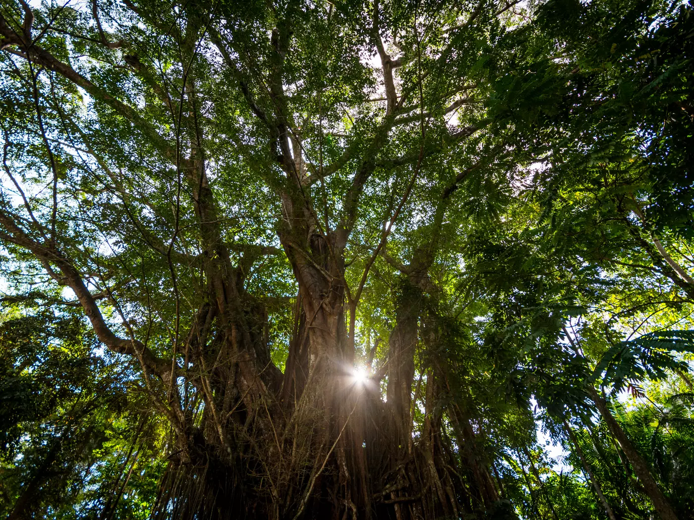 400-year-old Balete Tree
