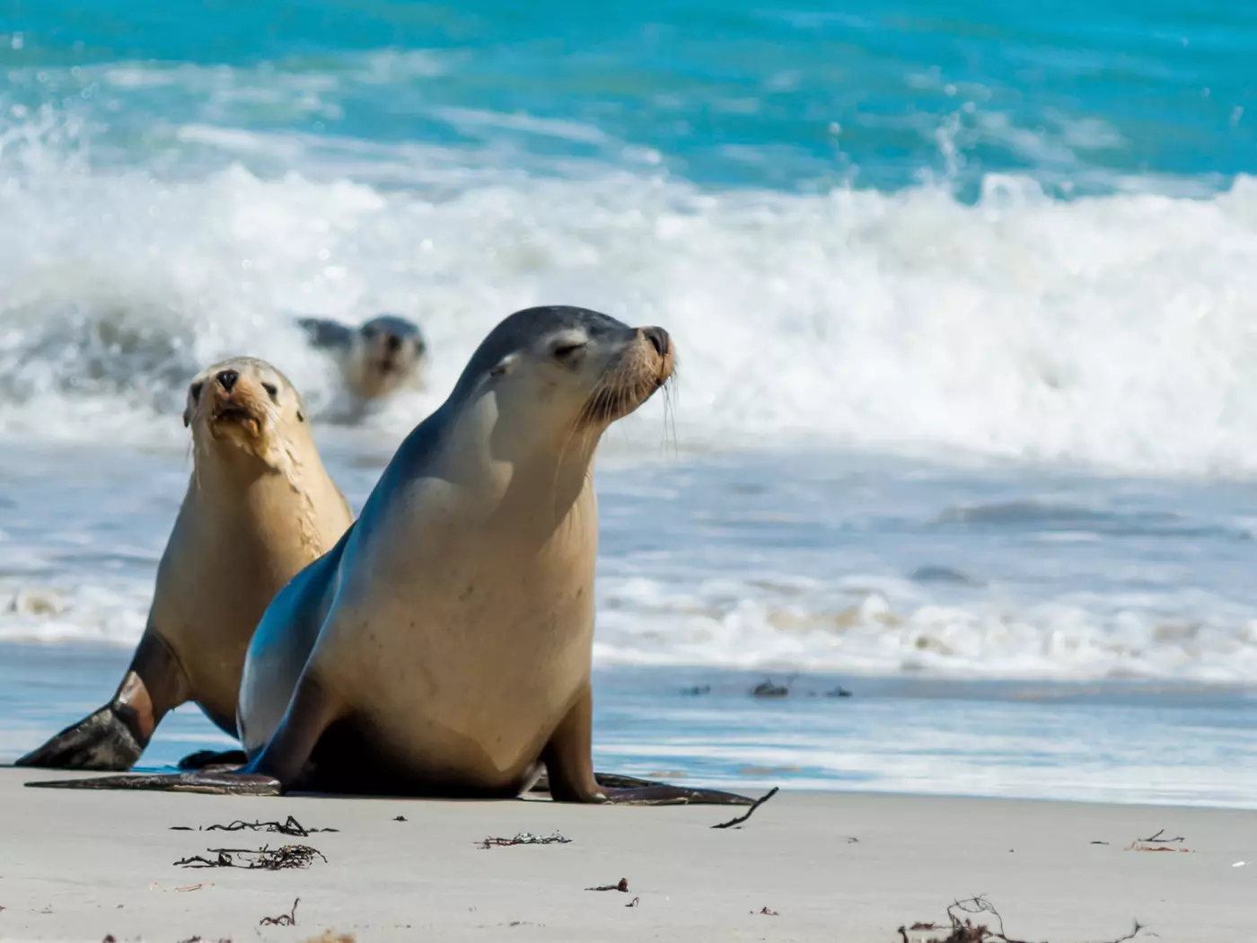 Seal Bay, Kangaroo Island