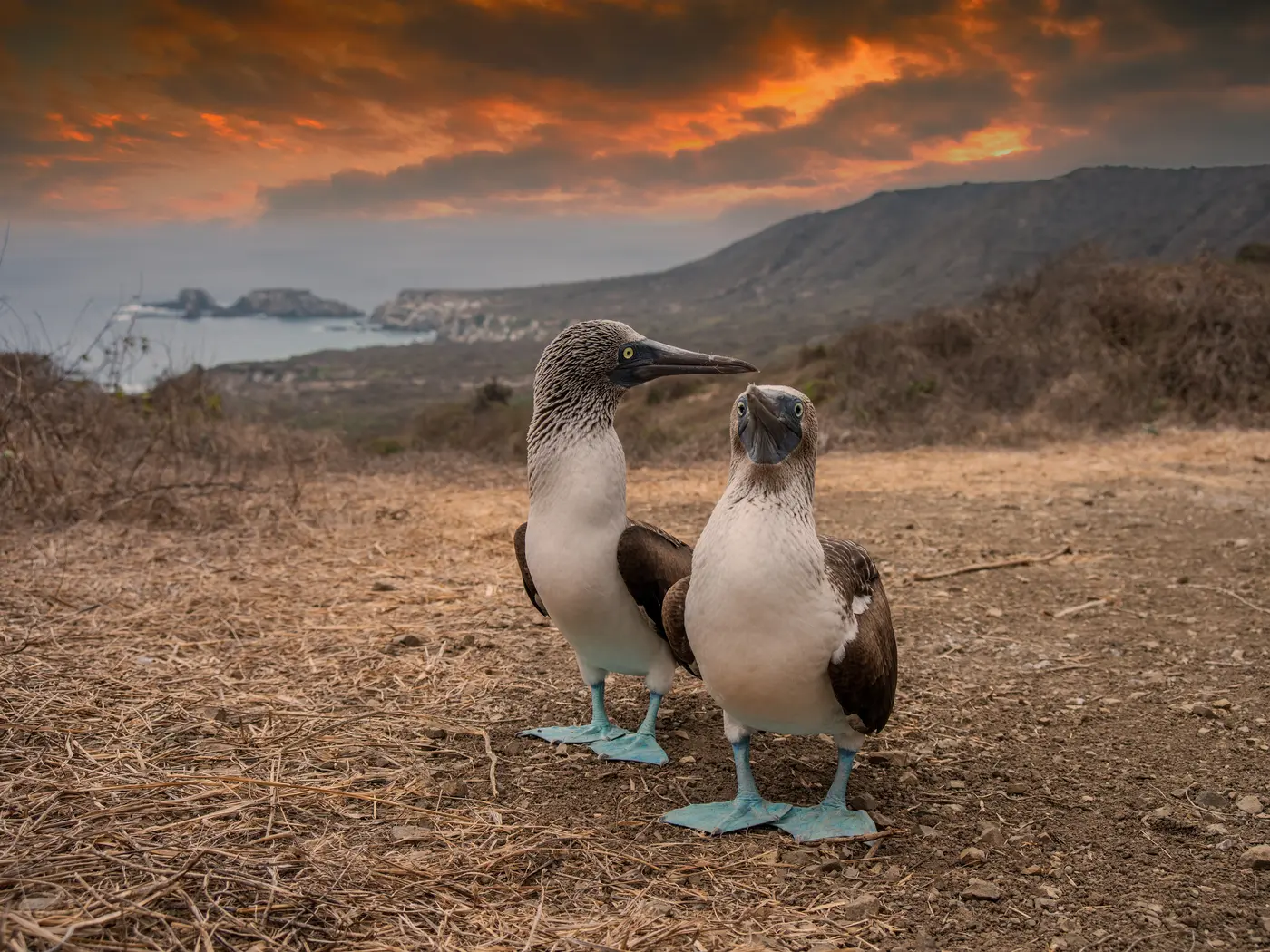 Blue-footed Booby Blue-footed Booby