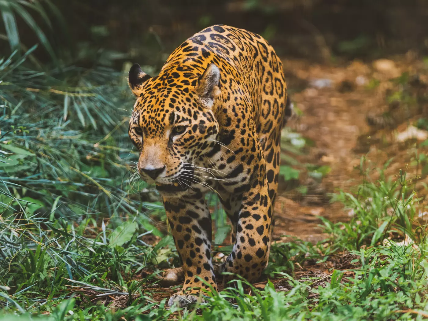 Admire the wildlife at the Belize Zoo