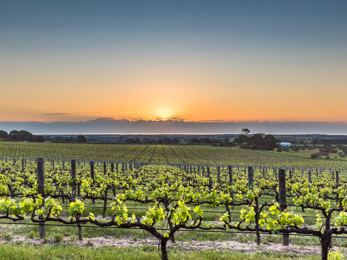 McLaren Vale