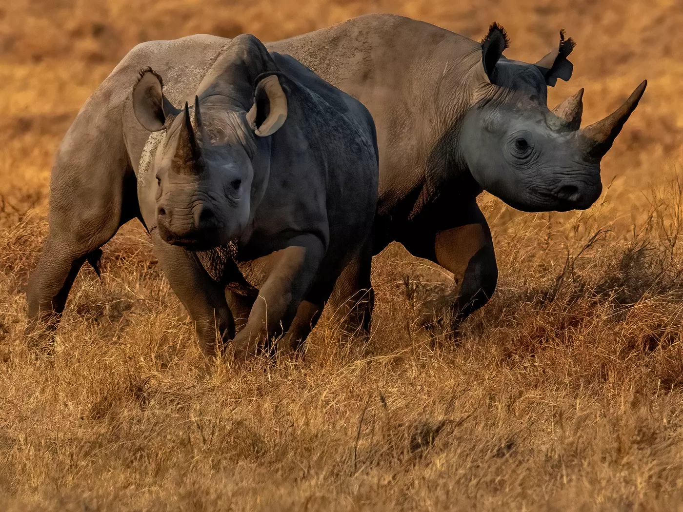 Rhino in Tanzania